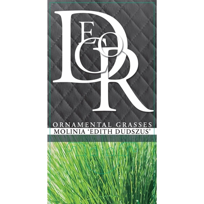 Blåtåtel – Molinia caerulea 'Edith Dudszus' - C2